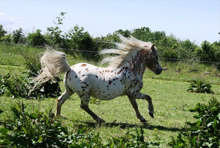 Anden særlig race Indian Macao billede 10
