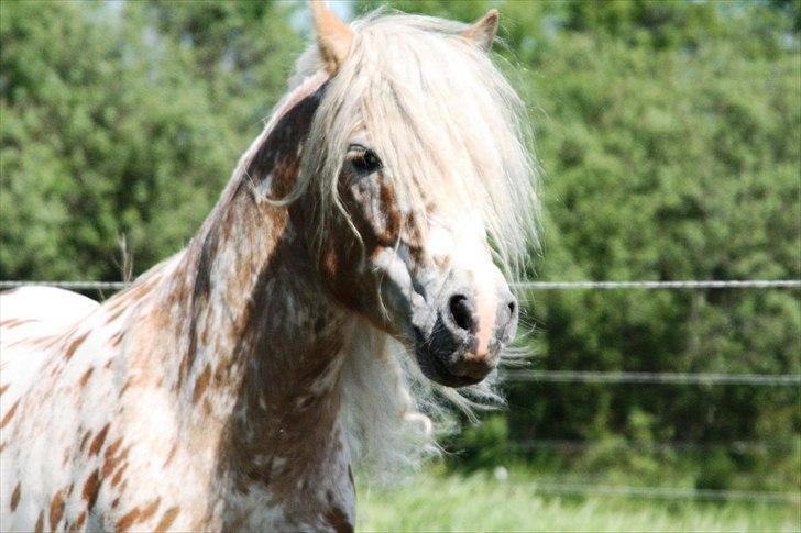 Anden særlig race Indian Macao billede 11