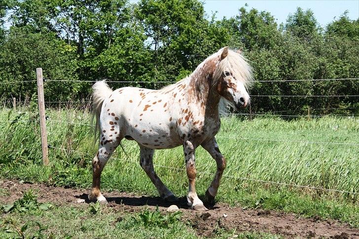 Anden særlig race Indian Macao billede 12