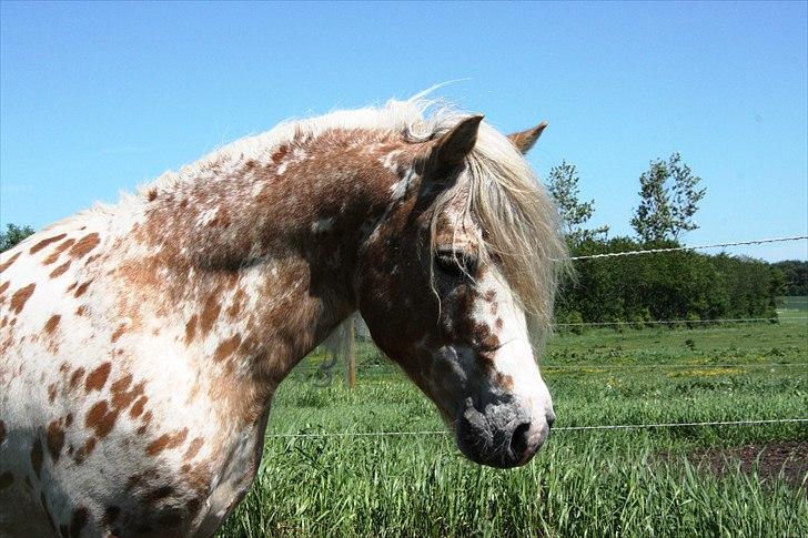 Anden særlig race Indian Macao billede 13