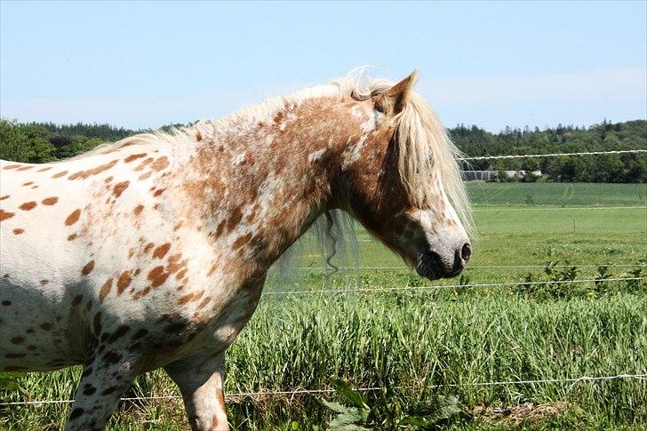 Anden særlig race Indian Macao billede 14
