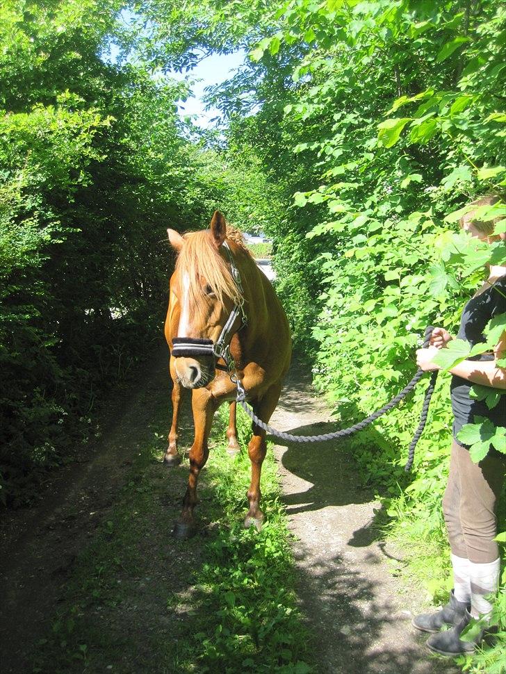 Anden særlig race Monique *Tyksakken*<3 - Smuksakken, Når man gåren tur rundt om søen for at hun kan tøre (: (dagen inden stævnet)
Juni 2011 Foto : miig billede 5