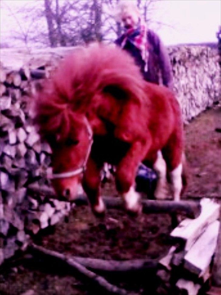 Anden særlig race Anemonne - tak for dit kig
kom igen en anden gang billede 20