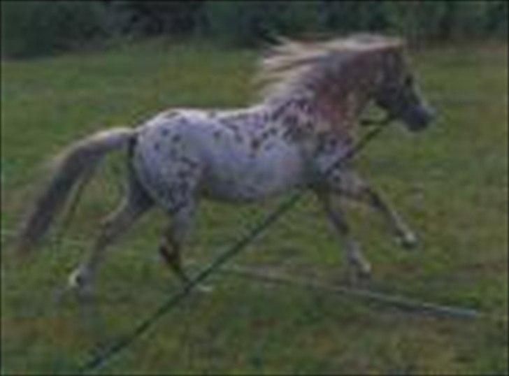 Anden særlig race Indian Macao billede 15