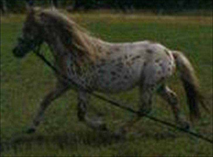 Anden særlig race Indian Macao billede 16