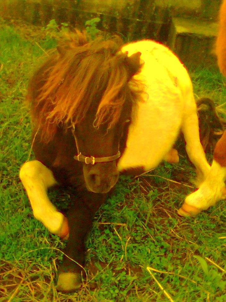 Anden særlig race tinka - tak for dit kig
kom bare igen  billede 15