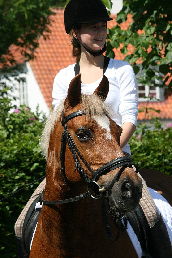 Tysk Sportspony Bukéfalos billede 1