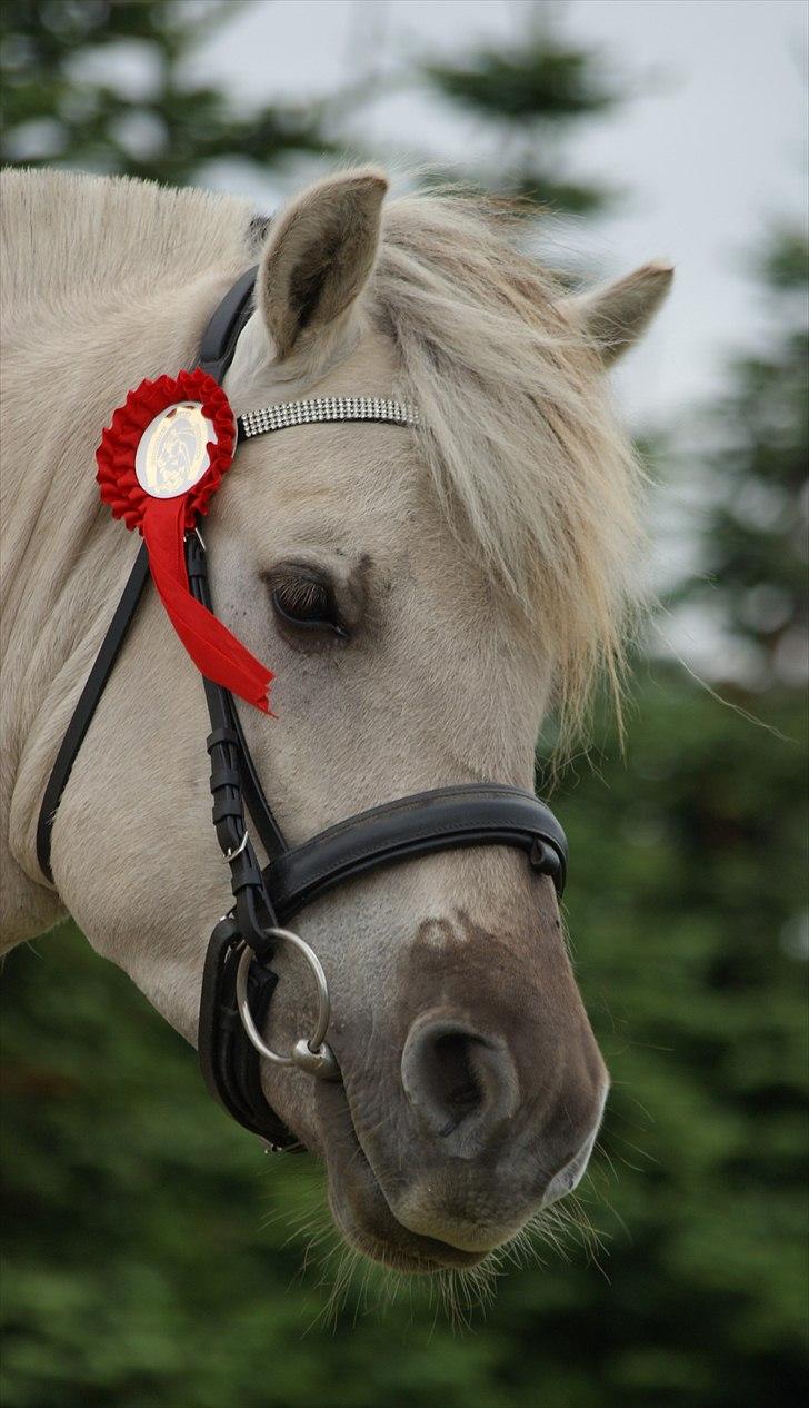 Fjordhest Glibings Hulder  billede 1