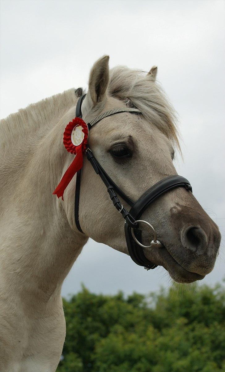 Fjordhest Glibings Hulder  billede 18