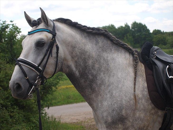 Lusitano Bizarro Da Cerca *bisse* billede 8