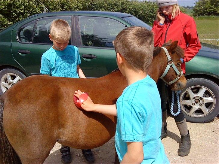Shetlænder Molly billede 2