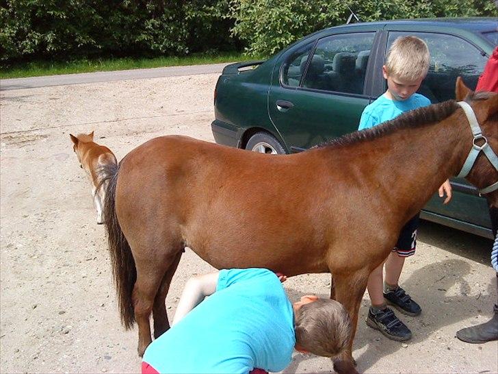 Shetlænder Molly billede 3
