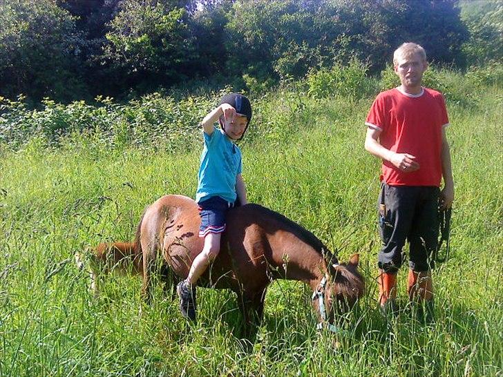 Shetlænder Molly billede 4