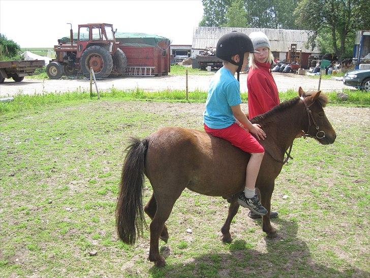 Shetlænder Molly billede 5