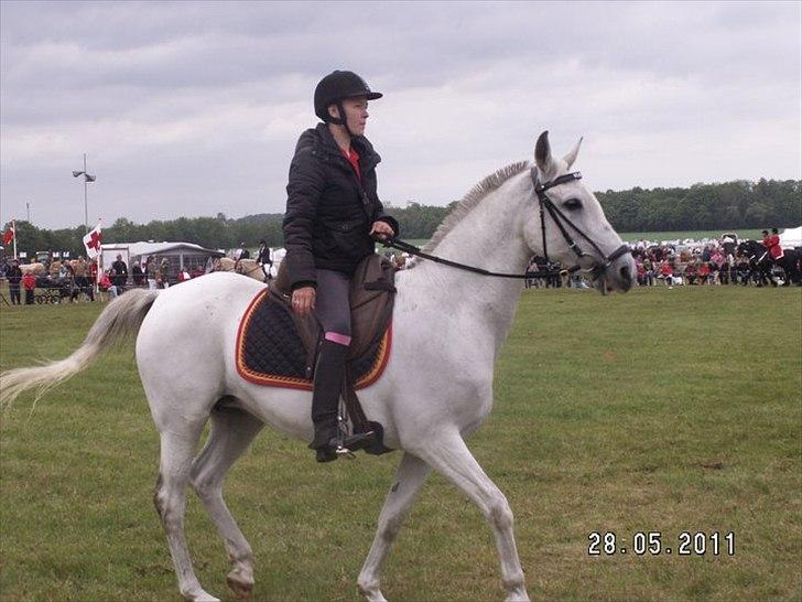 Shagya Araber (SH) Bonjour la chaise *R.I.P. 06-11-12* - Foto : Brit Petersen billede 10