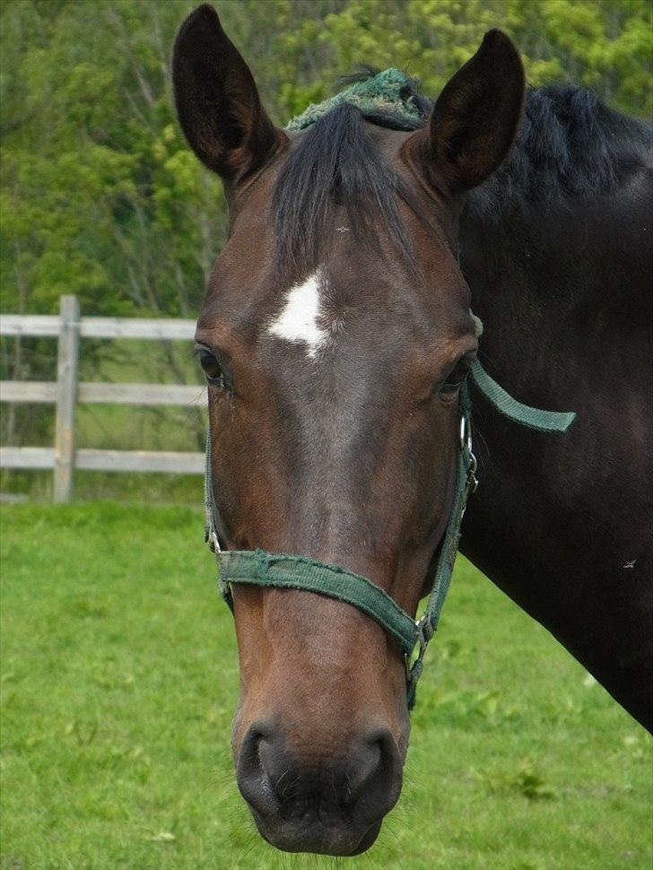 Anden særlig race Zhico - 2011 juni billede 7