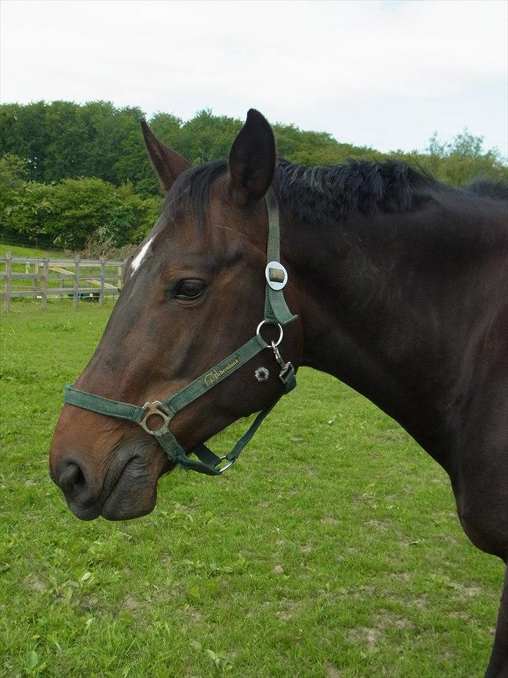 Anden særlig race Zhico - 2011 juni billede 9