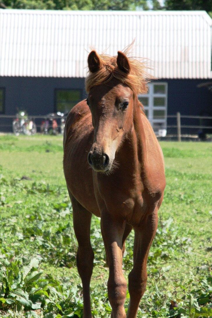 Anden særlig race Whisfull Thinking SOLGT billede 1