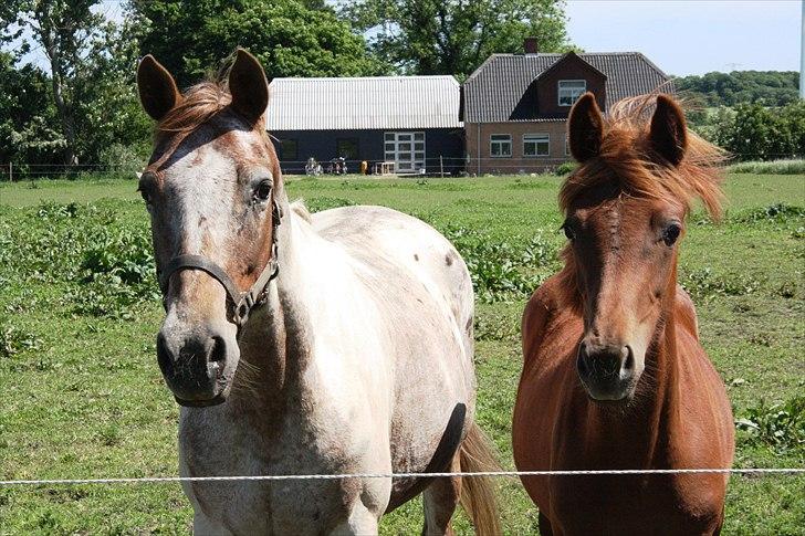 Anden særlig race Whisfull Thinking SOLGT billede 2