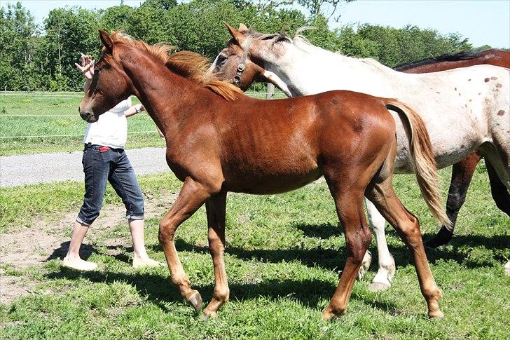 Anden særlig race Whisfull Thinking SOLGT billede 3