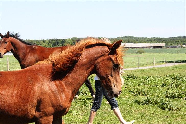 Anden særlig race Whisfull Thinking SOLGT billede 4