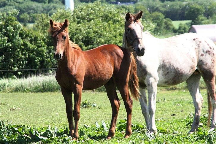 Anden særlig race Whisfull Thinking SOLGT billede 5