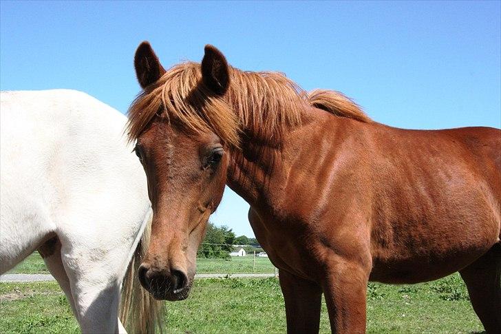 Anden særlig race Whisfull Thinking SOLGT billede 6