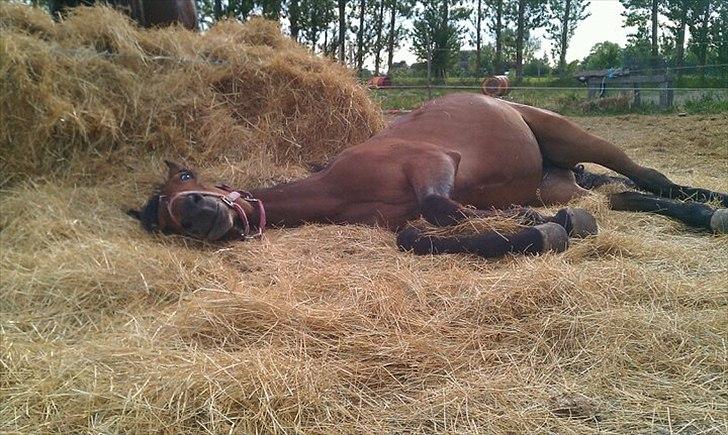Traver Pink Flite - Hesten som folk misforstod, tog afstand fra, og aldrig gav en chance... den hest viste sig at have et hjerte af guld! billede 1