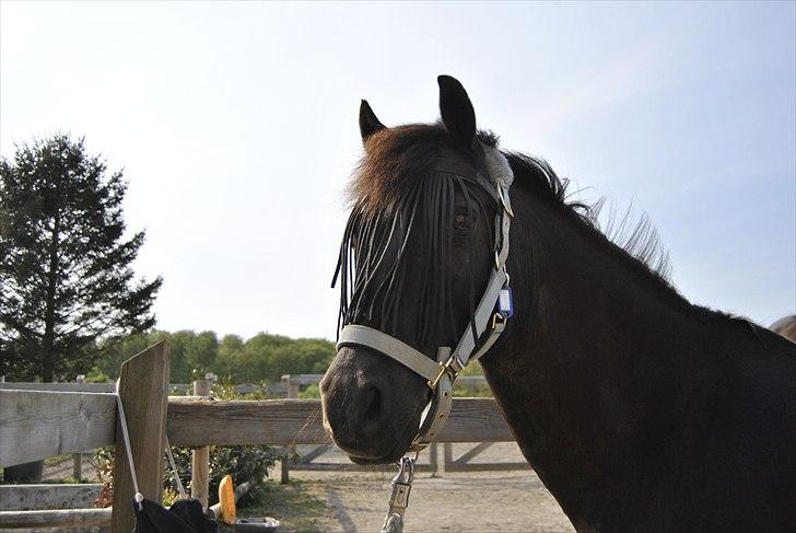 Welsh Cob (sec D) Lyngvejens figaro - april 2011 billede 19