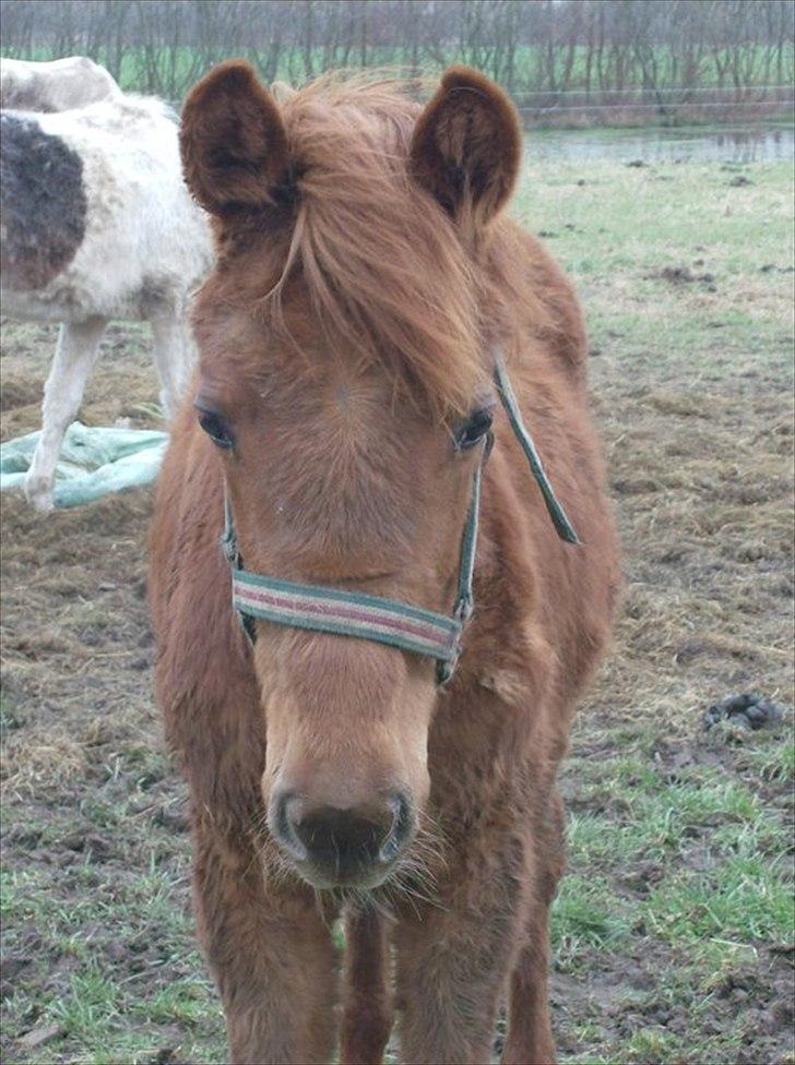 Anden særlig race Whisfull Thinking SOLGT billede 7