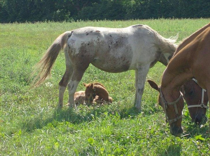 Anden særlig race Whisfull Thinking SOLGT billede 8