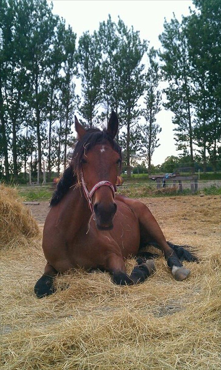 Traver Pink Flite billede 2