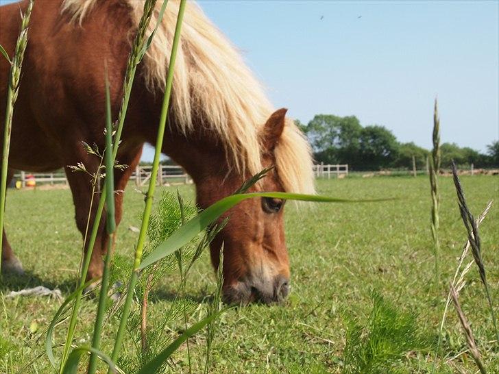 Shetlænder Kasper R.I.P SAVNET! <3 - taget af anne sofie billede 8