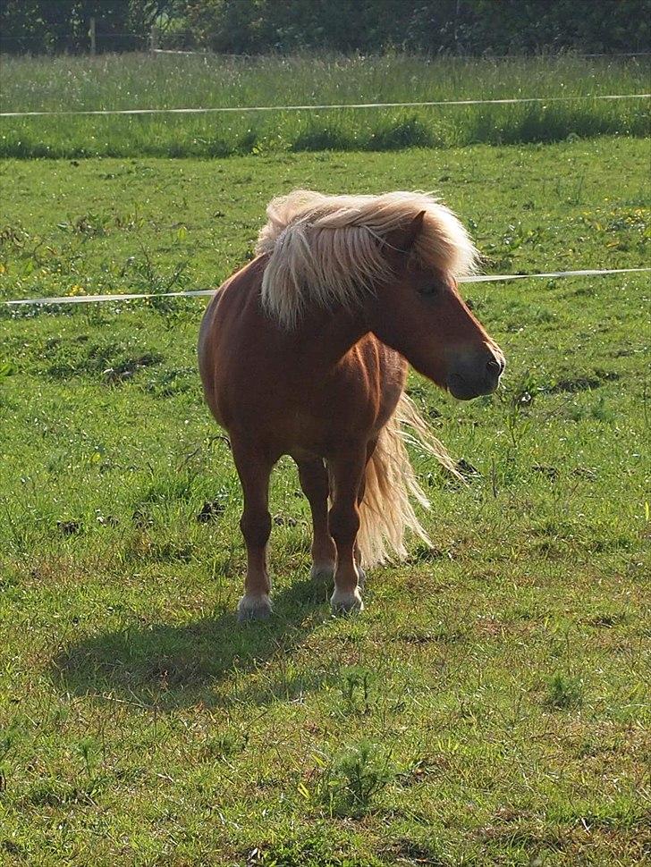 Shetlænder Kasper R.I.P SAVNET! <3 - taget af anne sofie billede 6
