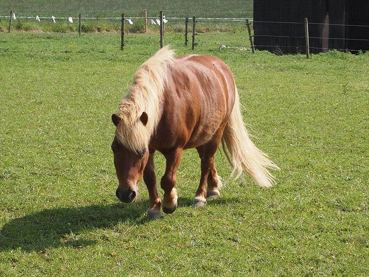 Shetlænder Kasper R.I.P SAVNET! <3 - taget af anne sofie billede 2