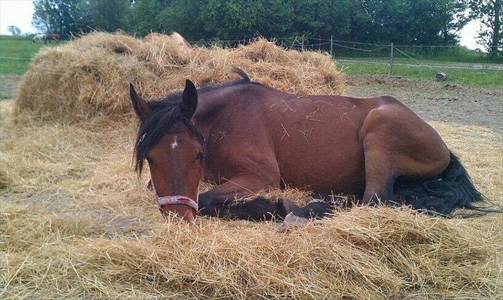 Traver Pink Flite billede 3