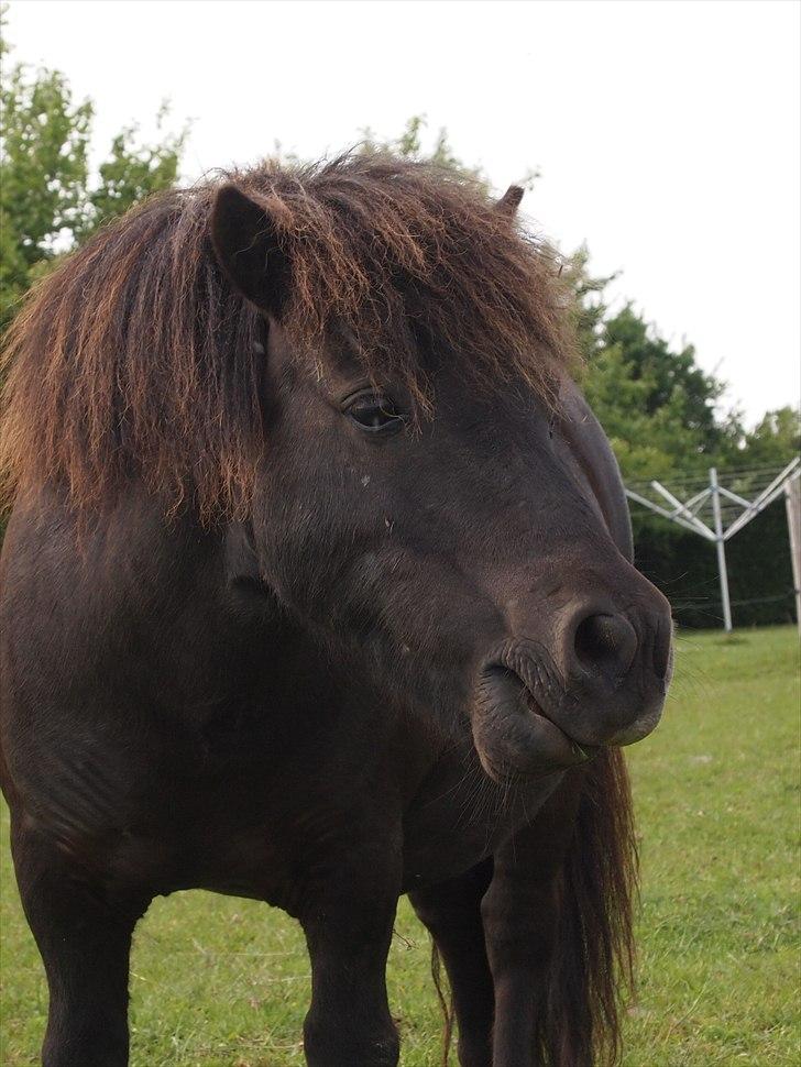 Shetlænder Vikter - Taget af: Anne sofie billede 2
