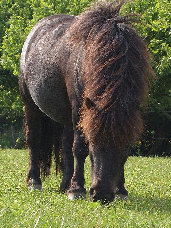 Shetlænder Vikter - Taget af: Anne sofie billede 8