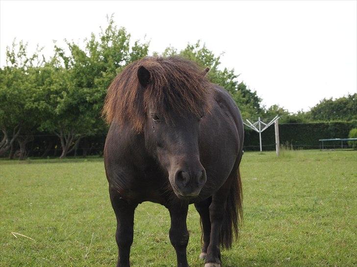 Shetlænder Vikter - taget af: anne sofie billede 18