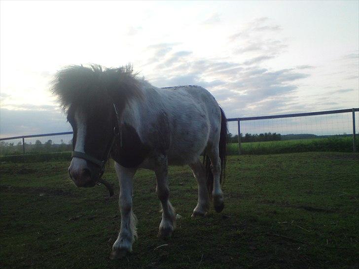Shetlænder Buller The Bandit - 20/5-2011 billede 13