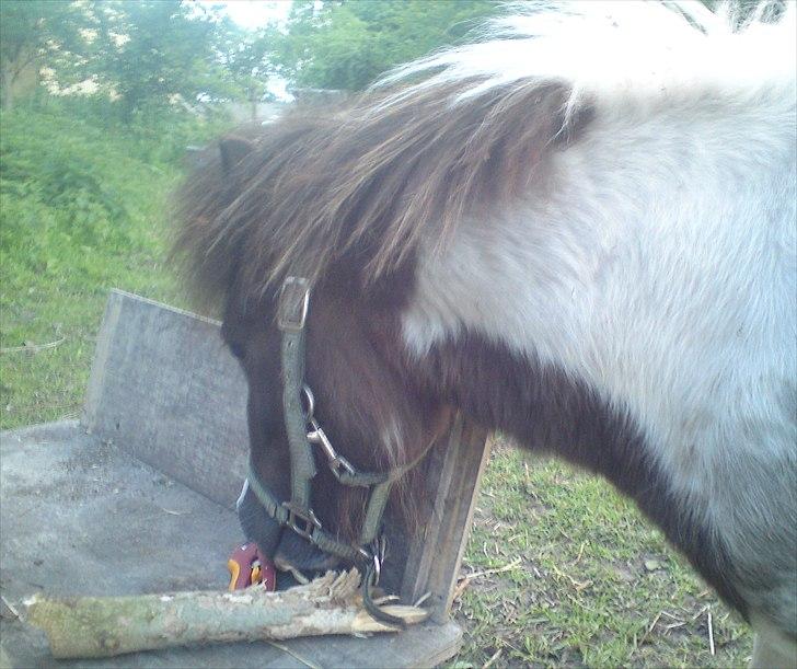 Shetlænder Buller The Bandit - 20/5-2011 billede 14
