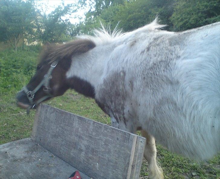 Shetlænder Buller The Bandit - 20/5-2011 billede 15