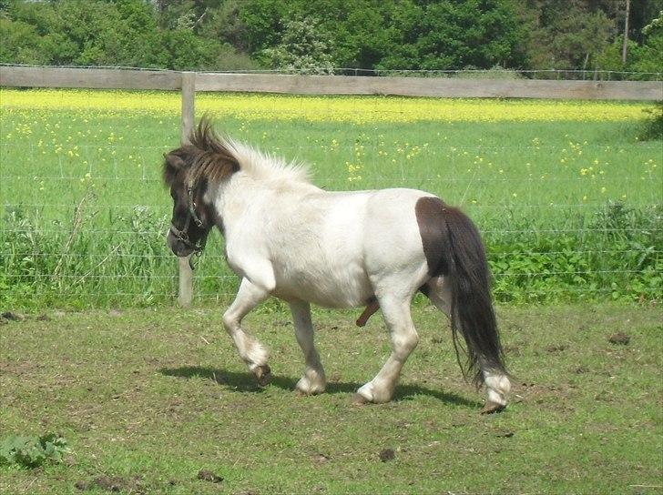 Shetlænder Buller The Bandit - 30/5-2011 billede 2