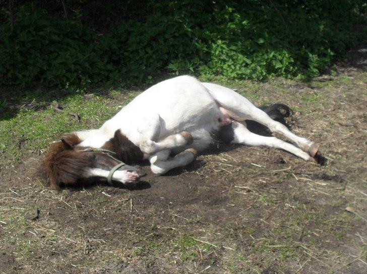 Shetlænder Buller The Bandit - 30/5-2011 billede 4