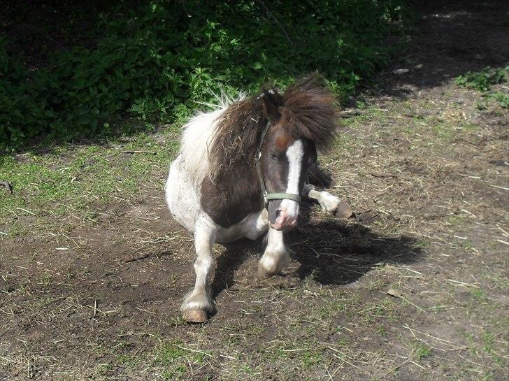 Shetlænder Buller The Bandit - 30/5-2011 billede 5