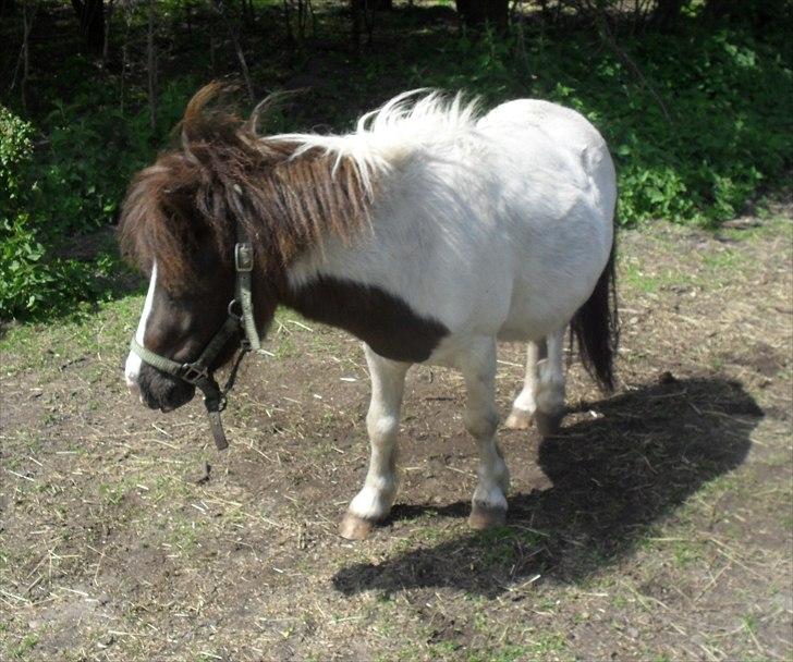 Shetlænder Buller The Bandit - 30/5-2011 billede 16