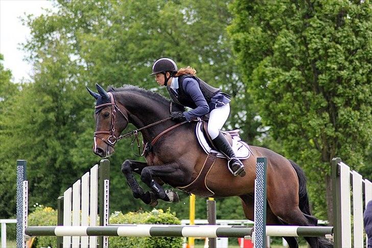 Dansk Varmblod - Caliber - LA** maj 2011 billede 6