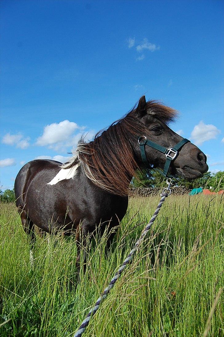 Anden særlig race Lotte - Lotte i den bagende sol - 2. juni 2011 billede 2