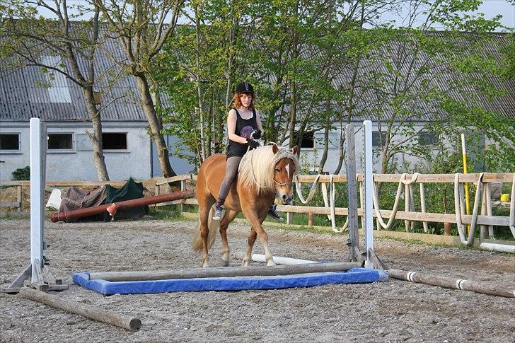 Haflinger Birch's Currin - vandgravs træning 
-sommer 2010 billede 2