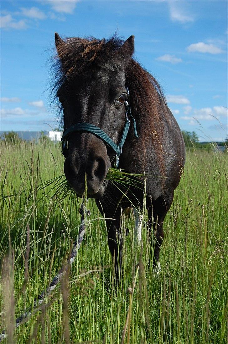 Anden særlig race Lotte - Søde Lotte :') - 2. juni 2011 billede 5